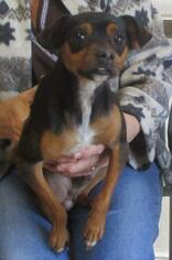 Miniature Pinscher Dogs for adoption in Johnson City, TN, USA