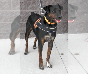 Doberman Pinscher-Mountain Cur Mix Dogs for adoption in White Bluff, TN, USA