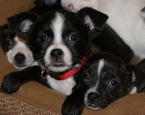 Boston Huahua Dogs for adoption in Prosser, WA, USA