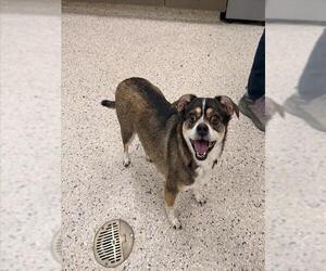 Chihuahua-Unknown Mix Dogs for adoption in Brighton, CO, USA