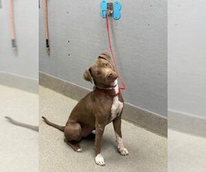 American Pit Bull Terrier-Unknown Mix Dogs for adoption in Las Vegas, NV, USA