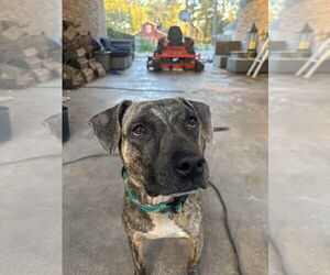 American Pit Bull Terrier-Unknown Mix Dogs for adoption in Brewster, NY, USA