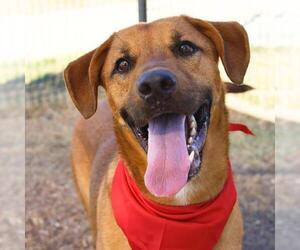 Black Mouth Cur-Unknown Mix Dogs for adoption in San Antonio, TX, USA