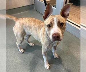 Mutt Dogs for adoption in Baytown, TX, USA