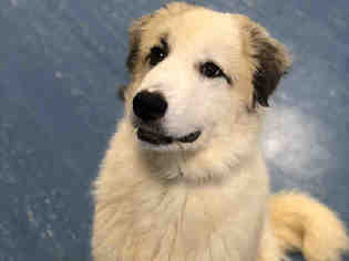 Great Pyrenees Dogs for adoption in Hampton Bays, NY, USA