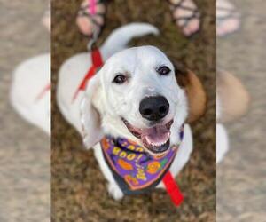 Corgi Basset Dogs for adoption in Raytown, MO, USA