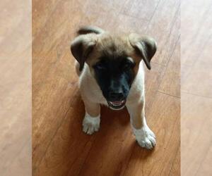 Anatolian Shepherd-Great Pyrenees Mix Dogs for adoption in Vernon, IN, USA
