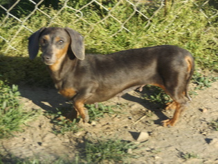 Dachshund Dogs for adoption in Zaleski, OH, USA