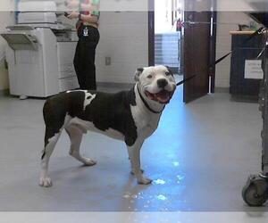 American Pit Bull Terrier Dogs for adoption in Fayetteville, NC, USA
