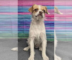 Brussels Griffon-Unknown Mix Dogs for adoption in Aurora, CO, USA