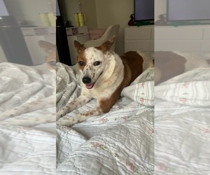 Mutt Dogs for adoption in Anchorage, AK, USA