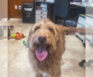 Golden Retriever-Unknown Mix Dogs for adoption in Raleigh, NC, USA
