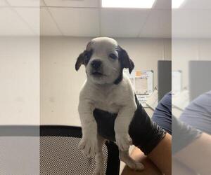 Chihuahua-Unknown Mix Dogs for adoption in Visalia, CA, USA