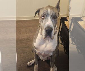 Great Dane Dogs for adoption in Bullard, TX, USA