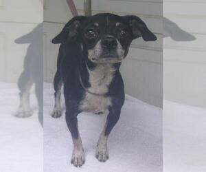 Chihuahua Dogs for adoption in Birch Tree, MO, USA