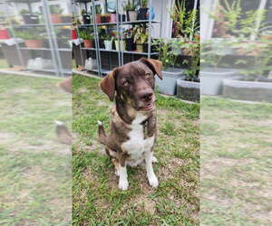 Huskies -Unknown Mix Dogs for adoption in St. Augustine, FL, USA