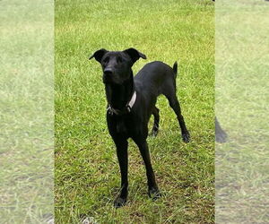 Labrador Retriever-Unknown Mix Dogs for adoption in Benton, PA, USA