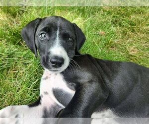 Mutt Dogs for adoption in Springdale, PA, USA