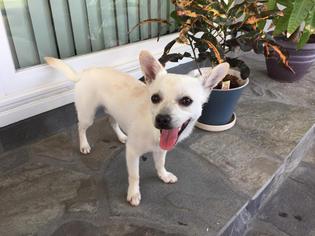 Chihuahua-Unknown Mix Dogs for adoption in Rancho Santa Margarita, CA, USA