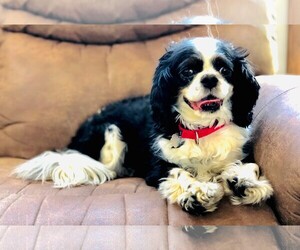 Cavalier King Charles Spaniel Dogs for adoption in Fargo, ND, USA
