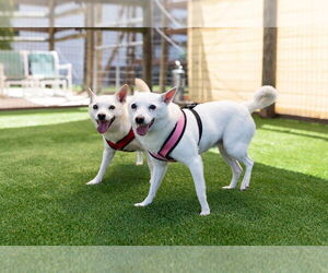 Chihuahua-pomeranian spitz Mix Dogs for adoption in oakland, FL, USA