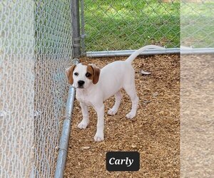 Pointer-Unknown Mix Dogs for adoption in Granbury, TX, USA