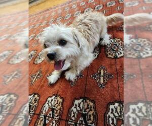 Mutt Dogs for adoption in San Antonio, TX, USA