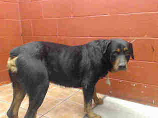 Rottweiler Dogs for adoption in Downey, CA, USA
