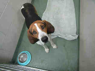 American Foxhound Dogs for adoption in Santa Fe, NM, USA