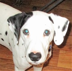 Dalmatian Dogs for adoption in Alexandria, VA, USA