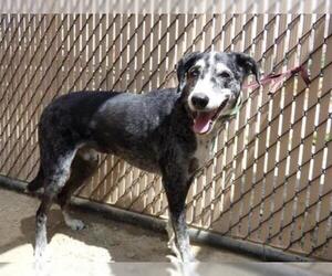 Pointer Dogs for adoption in Norco, CA, USA