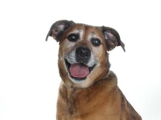Shepradors Dogs for adoption in Burbank, CA, USA