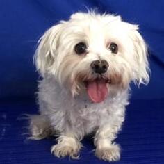 Maltese Dogs for adoption in Show Low, AZ, USA