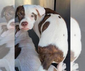 American Staffordshire Terrier Dogs for adoption in San Antonio, TX, USA