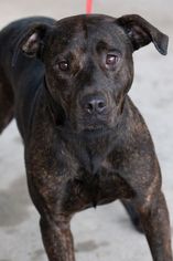 Bullboxer Pit Dogs for adoption in Lake Jackson, TX, USA
