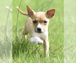 Australian Shepherd-Chihuahua Mix Dogs for adoption in Mechanicsburg, PA, USA