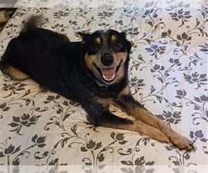 Mutt Dogs for adoption in Center Township, PA, USA