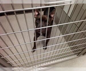 Staffordshire Bull Terrier-Unknown Mix Dogs for adoption in Las Vegas, NV, USA