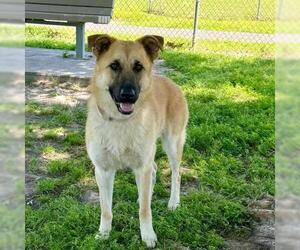 German Shepherd Dog-Unknown Mix Dogs for adoption in Conroe, TX, USA