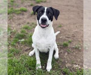 Border Collie-Unknown Mix Dogs for adoption in Modesto, CA, USA