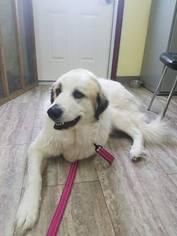 Great Pyrenees Dogs for adoption in Orleans, VT, USA