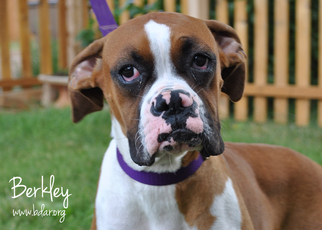Boxer Dogs for adoption in Cheyenne, WY, USA