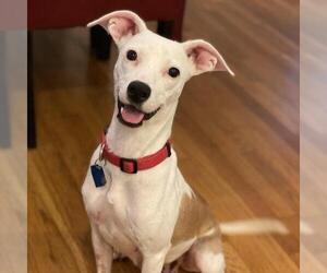 Unknown-Whippet Mix Dogs for adoption in San Diego, CA, USA