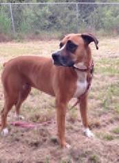 Boxer-Unknown Mix Dogs for adoption in Weatherford, TX, USA