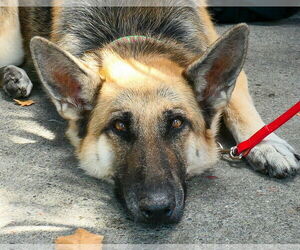 German Shepherd Dog Dogs for adoption in Cupertino, CA, USA