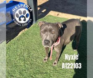 Mutt Dogs for adoption in HESPERIA, CA, USA