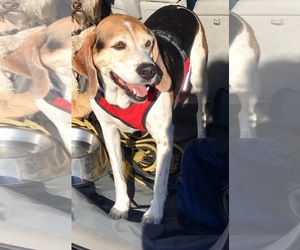 Beagle Dogs for adoption in Spring Lake, NJ, USA