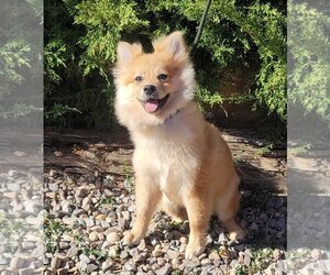 Pomeranian Dogs for adoption in Albuquerque, NM, USA