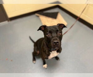 American Pit Bull Terrier Dogs for adoption in Denver, CO, USA