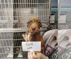 American Pit Bull Terrier-Unknown Mix Dogs for adoption in Evansville, IN, USA